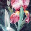 Title: "Iris"
Artist: Elaine Risedorph
Media: Watercolors