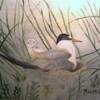 Title: Least Tern and Baby
Artist: Rosie Chard 
Media: Oils