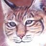 Title: Bobcat
Artist: Jean Hulliberger
Media:Oils
Size: 12x16