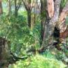 Title: The Greeenwoods
Media: Watercolors
Artist: Kathryn Barnes 
 

Kathryn believes in the value 
of painting art from life...
this artwork was painted 
"in plein air", 
outdoors in May 
in the beautiful greenwoods 
of  Sherwood, Michigan