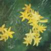 Title: "Yellow Lilies"
Artist: Ruth Bidwell