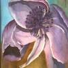 Title: Purple Anemone
Media: Watercolor
Size: 13x18
Artist: Mary Ann Blosser

Blosser' s vibrant watercolors of Native
wildflowers in watercolors are popular artworks of this versatile artist.